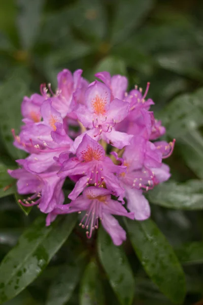 Красива рожева квітка рододендрона — стокове фото