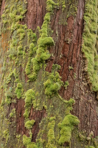 Moss on tree — Stock Photo, Image