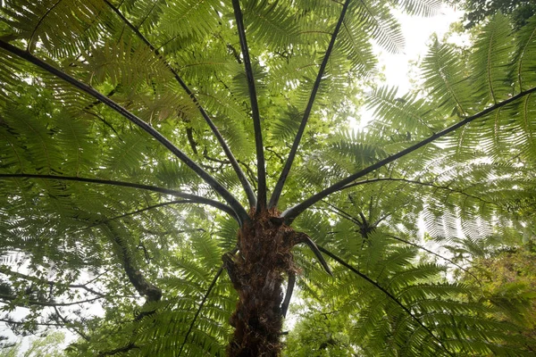 Australiska tree fern — Stockfoto