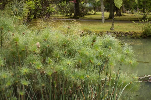 Terra Nostra natuurpark — Stockfoto