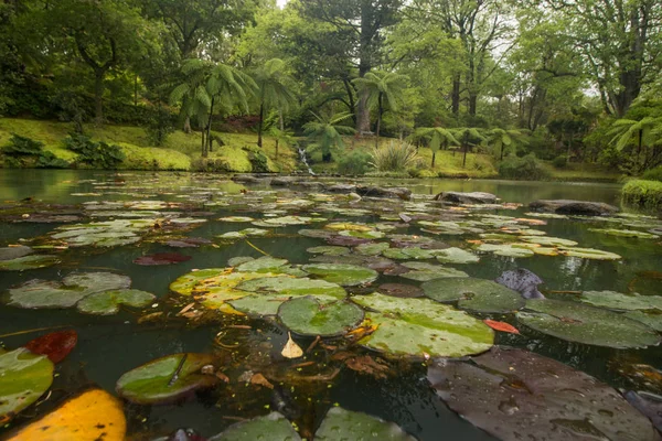 Park przyrody Terra Nostra — Zdjęcie stockowe