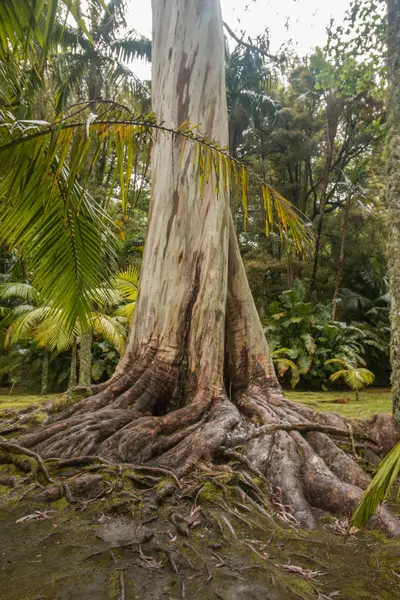 A Terra Nostra természetvédelmi park — Stock Fotó