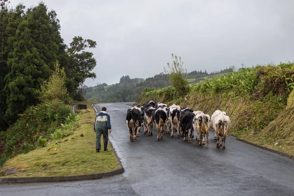 Mężczyznę idącego z krów — Zdjęcie stockowe