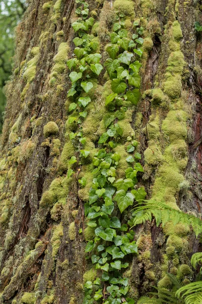 Moss on tree — Stock Photo, Image