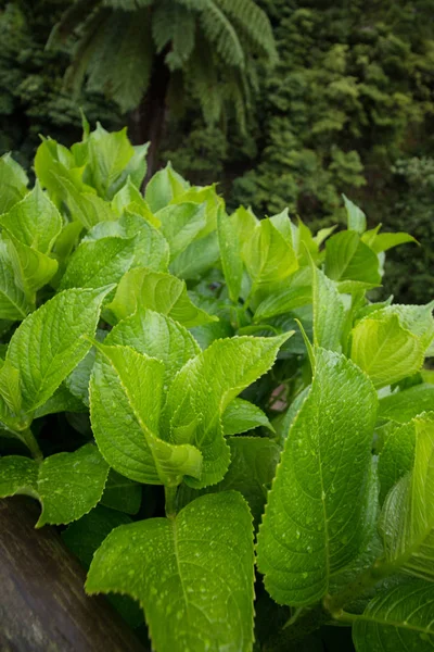 Hortensia plant leaves — Stock Photo, Image