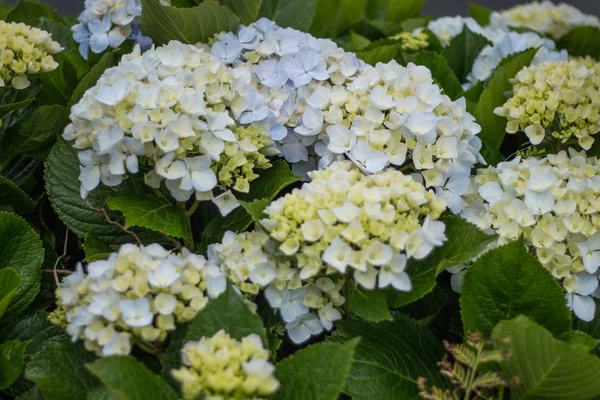 Hortensia flower bush — Stock Photo, Image