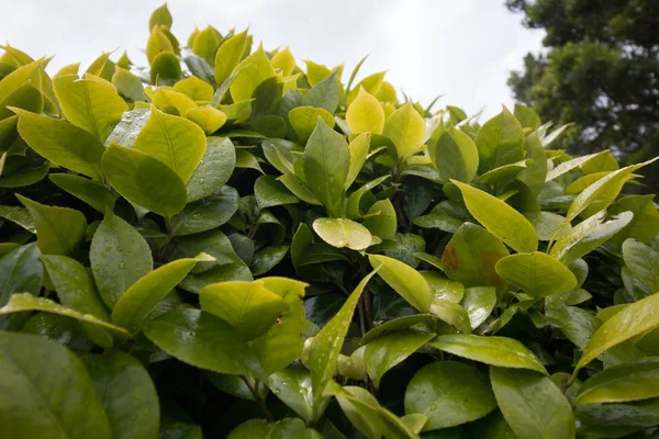Hortensia folhas de plantas — Fotografia de Stock
