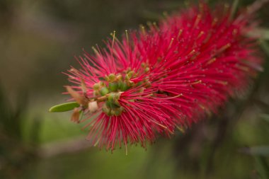 Callistemon çiçek detay