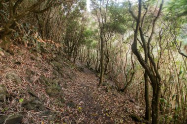 orman yolu Hiking