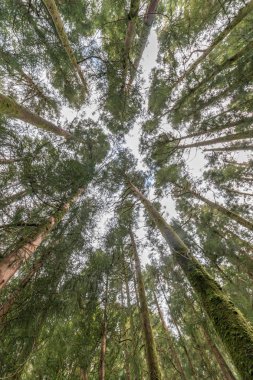 uzun boylu ağaçlar bahar