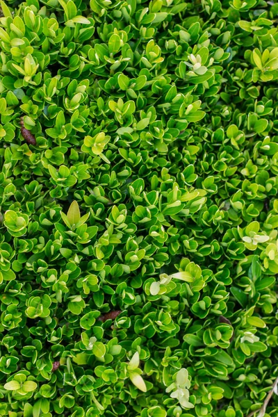 Groene hedge plant — Stockfoto