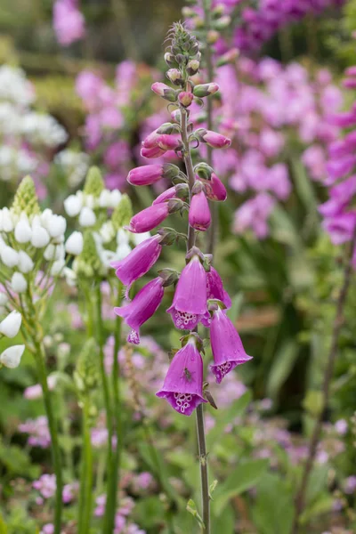 Yüksük otu floxgloves çiçek