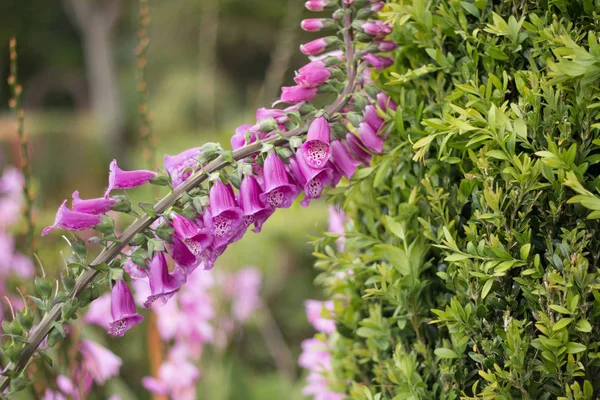 Digitalis floxgloves flowers — Stock Photo, Image