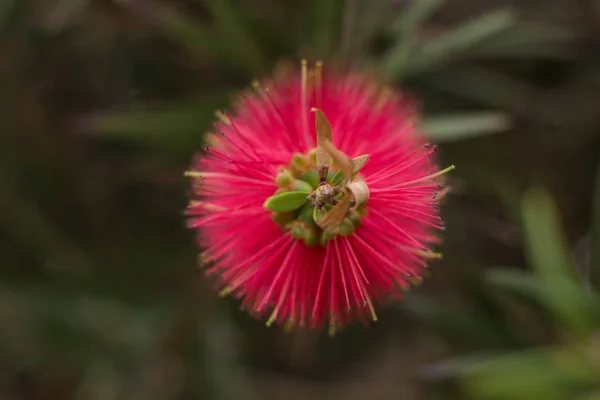 Callistemon detalle de la flor — Foto de Stock