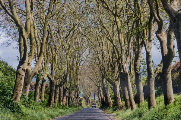 Camino de campo con árboles —  Fotos de Stock