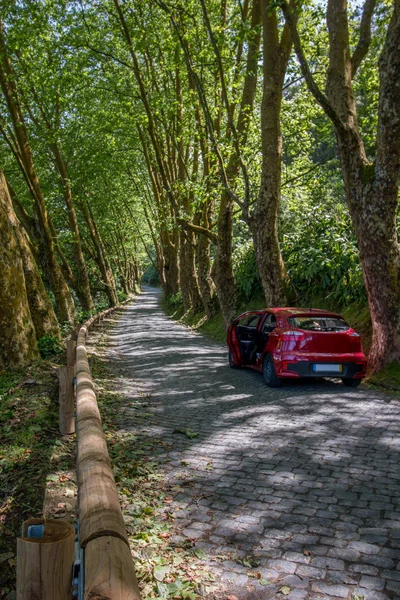 Camino de campo con árboles — Foto de Stock