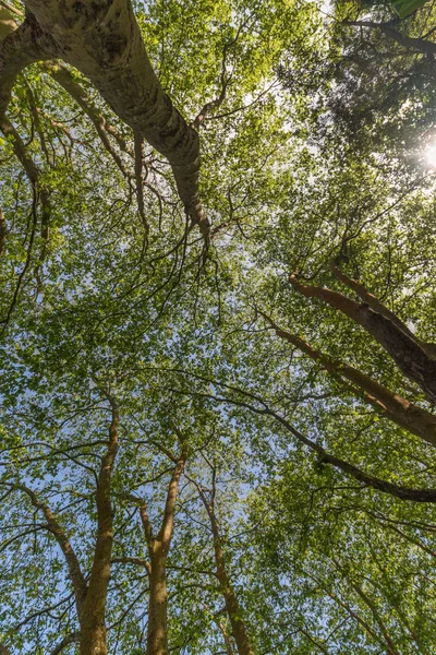 Tall trees in spring — Stock Photo, Image