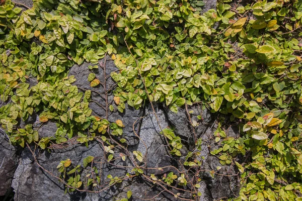 Ivy covers wall — Stock Photo, Image