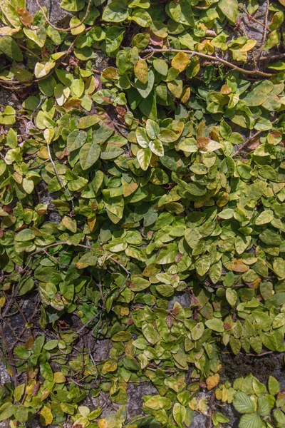 Ivy copre parete — Foto Stock