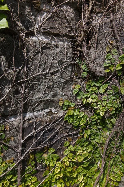 Ivy covers wall — Stock Photo, Image