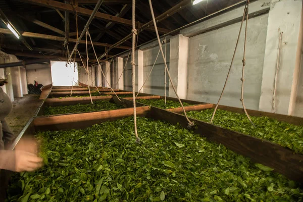 Tea factory industrin processen — Stockfoto
