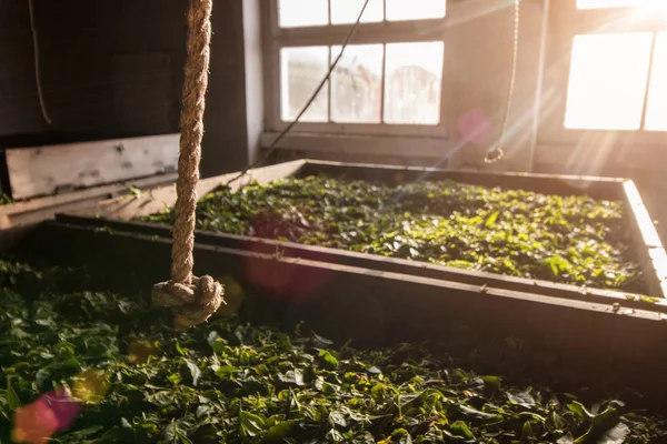 Proceso de la industria del té — Foto de Stock