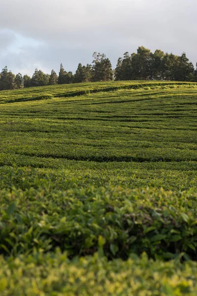 Gorreana tea fields — Stock Photo, Image
