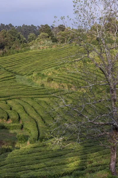 Gorreana tea fields — Stock Photo, Image