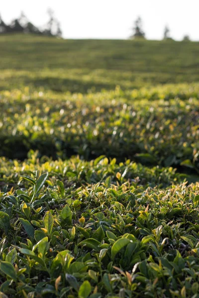 Campos de chá Gorreana — Fotografia de Stock