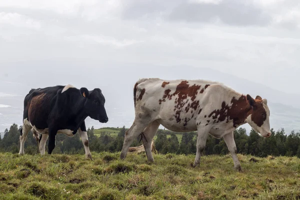 Vacas típicas dos Açores — Fotografia de Stock