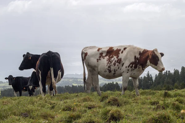 Vacas típicas dos Açores — Fotografia de Stock