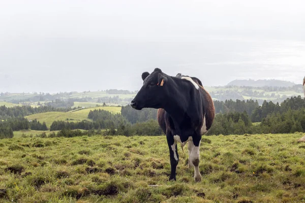 Vacas típicas dos Açores — Fotografia de Stock