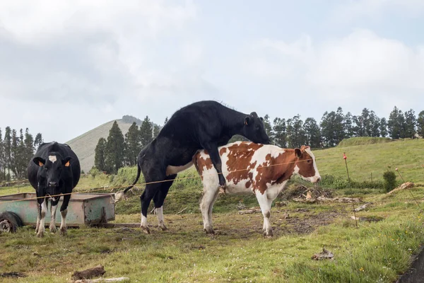 Typowy krowy z Azorów — Zdjęcie stockowe