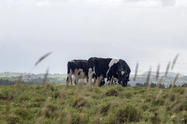 Vacas típicas dos Açores — Fotografia de Stock