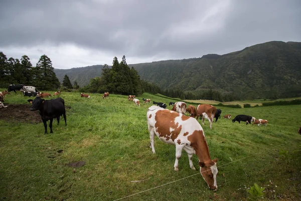 Vacas típicas dos Açores — Fotografia de Stock