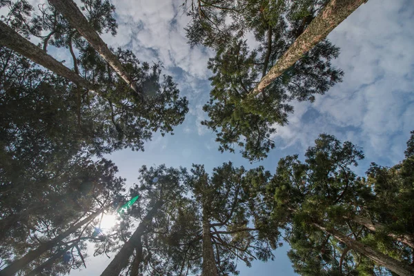 Big pine trees — Stock Photo, Image