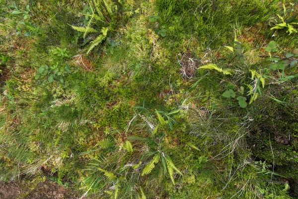 Maličké trávě v lese — Stock fotografie