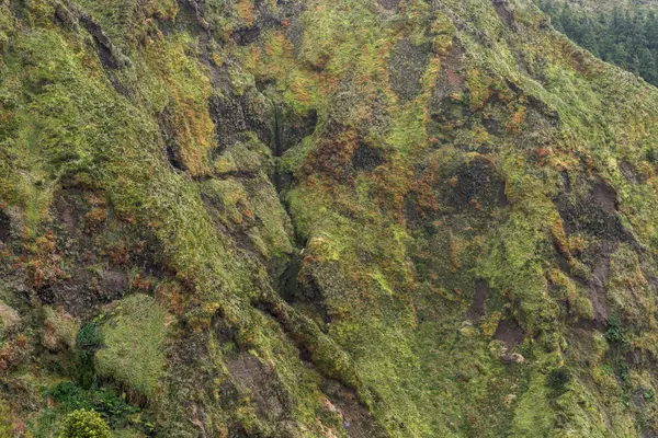 Mountain gröna Detaljer — Stockfoto