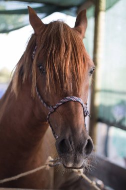 İstikrarlı bir ata