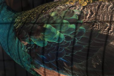 Mavi tavus (Pavo cristatus)