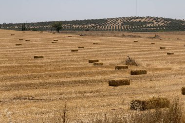 Kurak Alentejo manzara