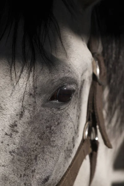 Horse on a stable — Stock Photo, Image