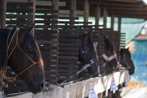 Cavalos em um estábulo — Fotografia de Stock