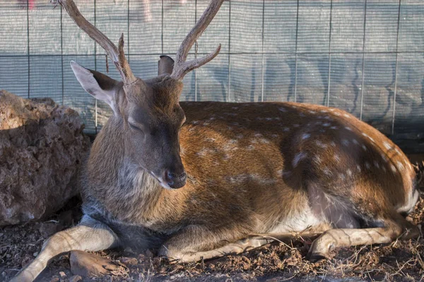 Fallow deer in captivity — Stock Photo, Image