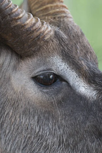 Lesoň antilopa zvíře — Stock fotografie