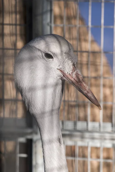 Biały ptak Czapla — Zdjęcie stockowe