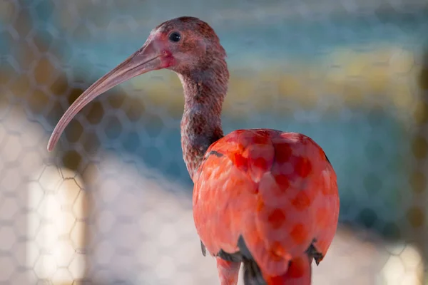 Ibis escarlata (Eudocimus ruber) — Foto de Stock