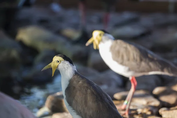 Mascarado lambendo (Vanellus milhas) — Fotografia de Stock