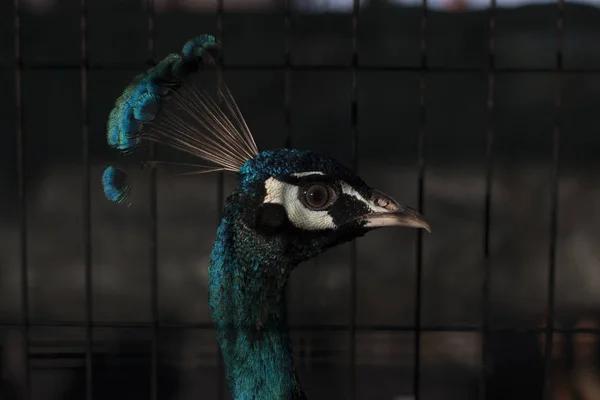 Búho real azul (Pavo cristatus ) —  Fotos de Stock