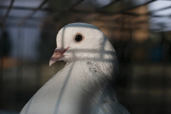 Paloma blanca pájaro — Foto de Stock